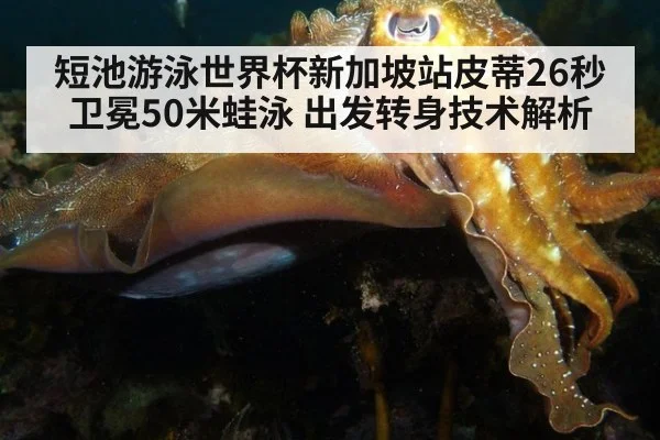 短池游泳世界杯新加坡站皮蒂26秒卫冕50米蛙泳 出发转身技术解析